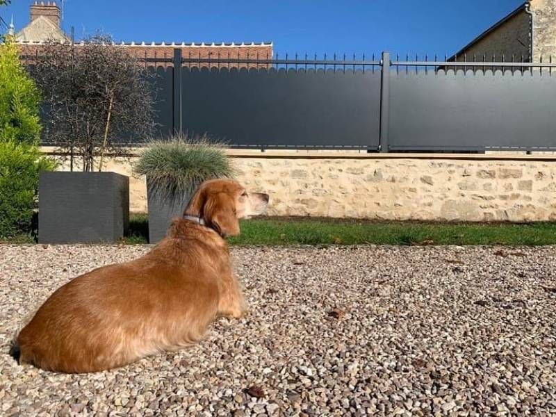 Photo d'un chien davant clôture style fer forgé en alu Tschoeppé