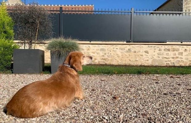 Photo d'un chien davant clôture style fer forgé en alu Tschoeppé